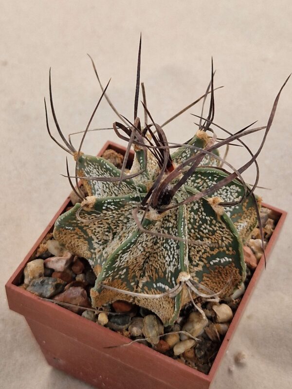 Astrophytum capricorne