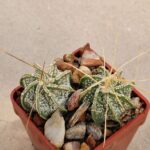 Astrophytum capricorne