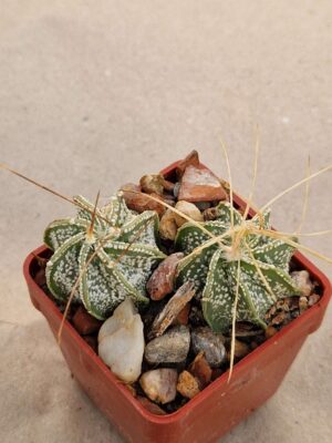 20260726_090039 Astrophytum capricorne