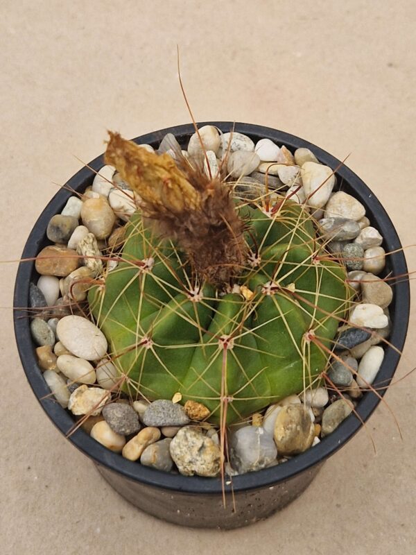 Notocactus arechavaletae