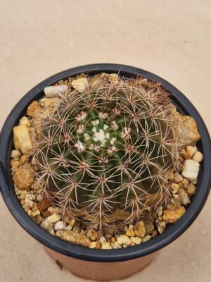 20260727_084818 Notocactus linkii