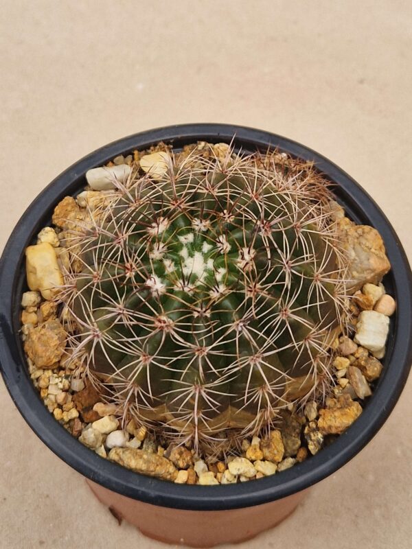 Notocactus linkii