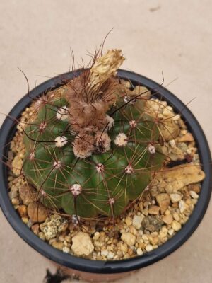 20260727_084838 Notocactus ottonis