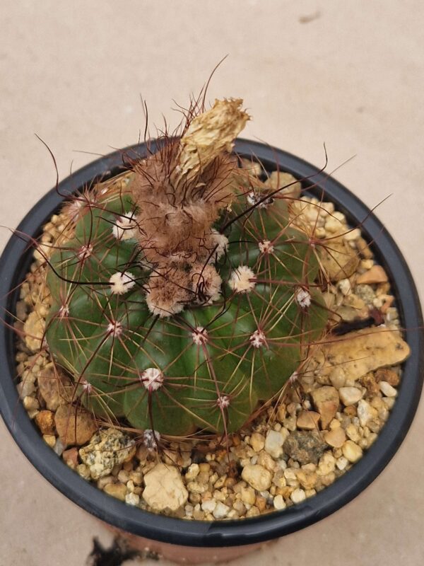Notocactus ottonis