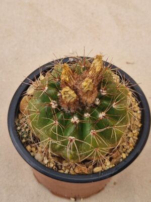 20260727_085903 Notocactus ottonis