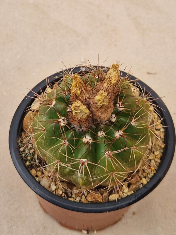 Notocactus ottonis