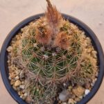 Notocactus linkii