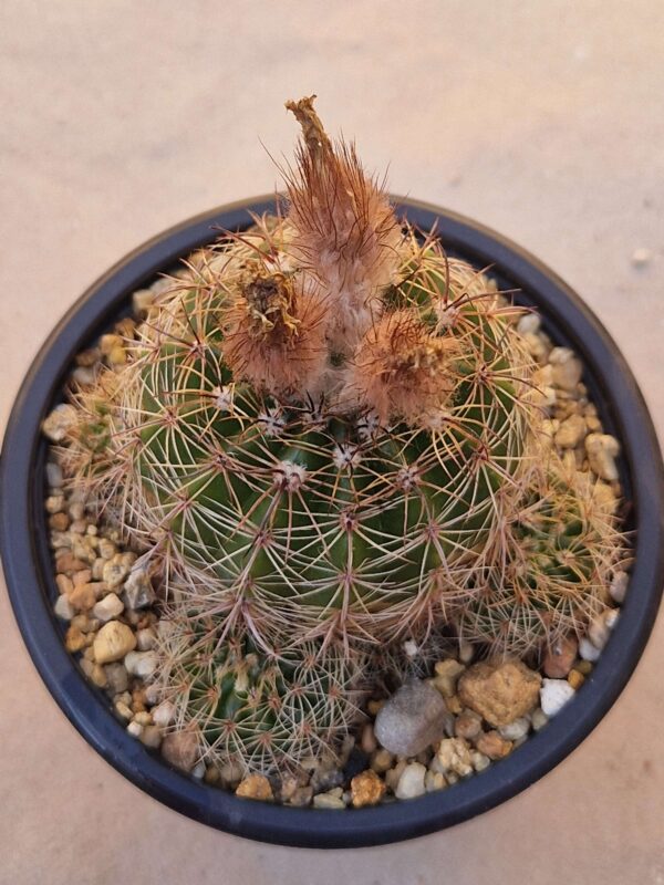 Notocactus linkii