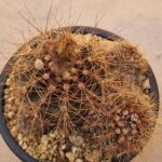 Notocactus ibicuiensis