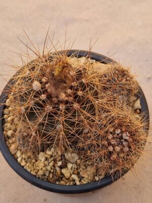 20260727_091103 Notocactus ibicuiensis