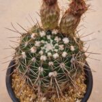 20260727_091417 Notocactus mamulosus