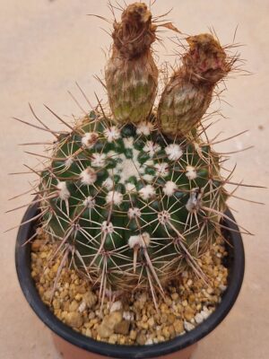 20260727_091417 Notocactus mamulosus