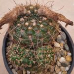20260727_091430 Notocactus apricus