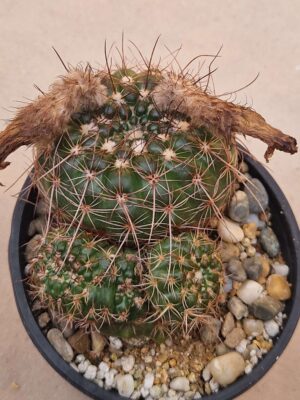 20260727_091430 Notocactus apricus