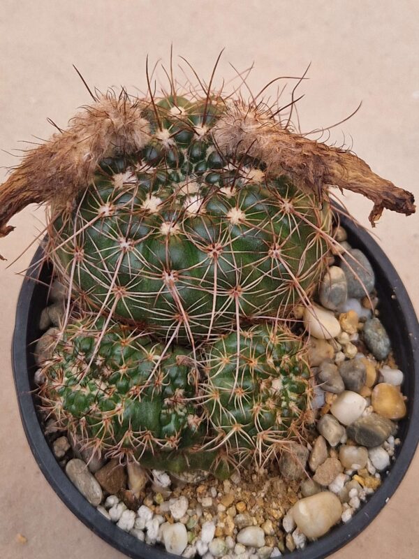 Notocactus apricus