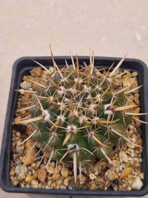 20260727_092038 Notocactus submamulosus