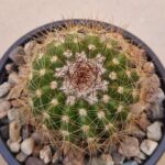 Notocactus purpureus