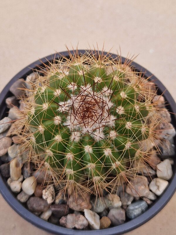 Notocactus purpureus