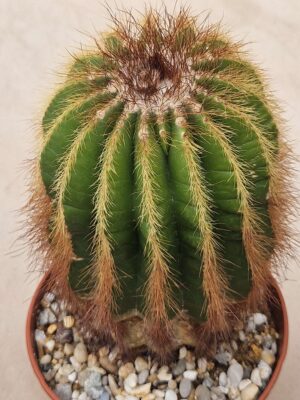 20260727_094420 Notocactus claviceps ?