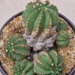 20260727_094432 Notocactus ottonis