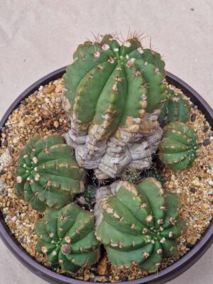 20260727_094432 Notocactus ottonis
