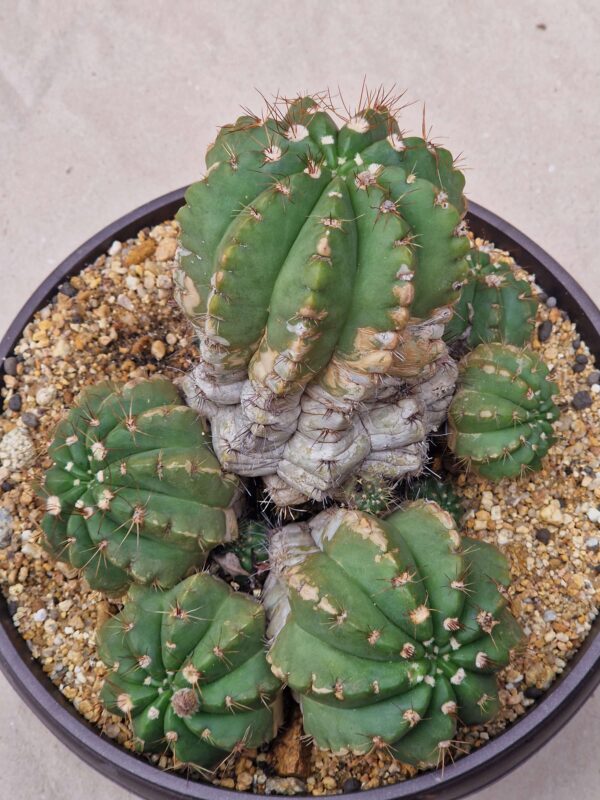 Notocactus ottonis