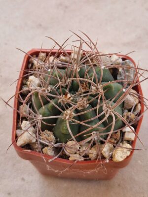 Gymnocalycium sp