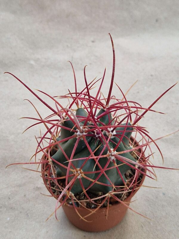Ferocactus acanthodes
