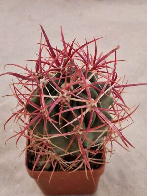 Ferocactus gracilis