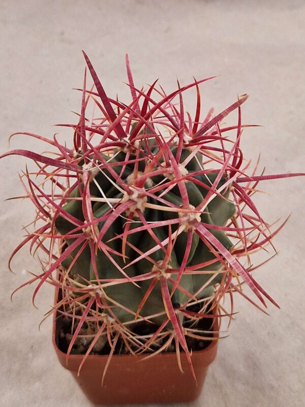 Ferocactus gracilis