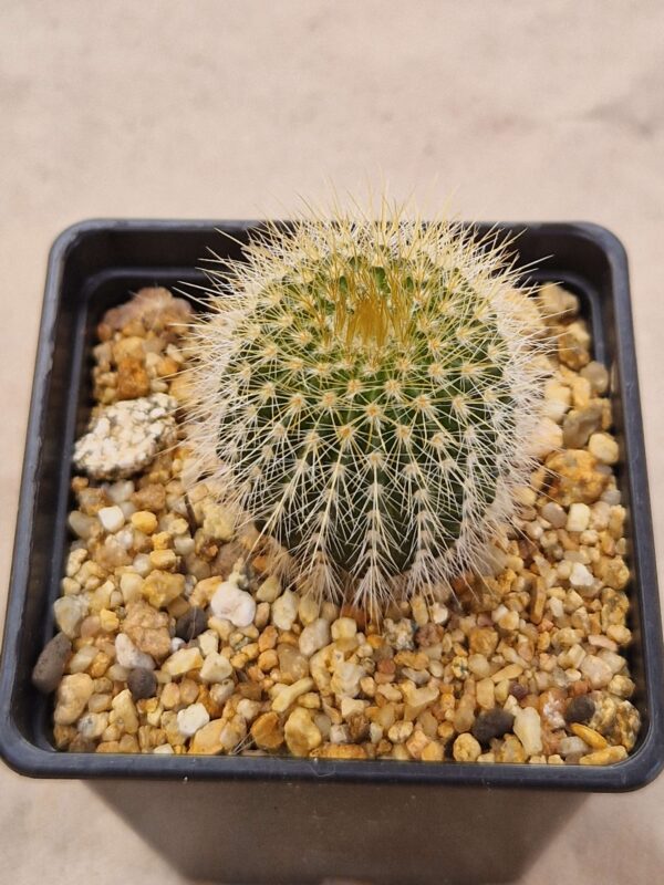 Notocactus warasii