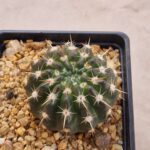 Notocactus submamulosus