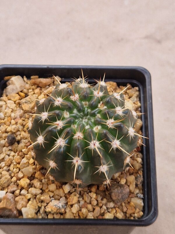 Notocactus submamulosus