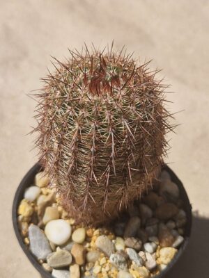 Notocactus rutilans f robustior