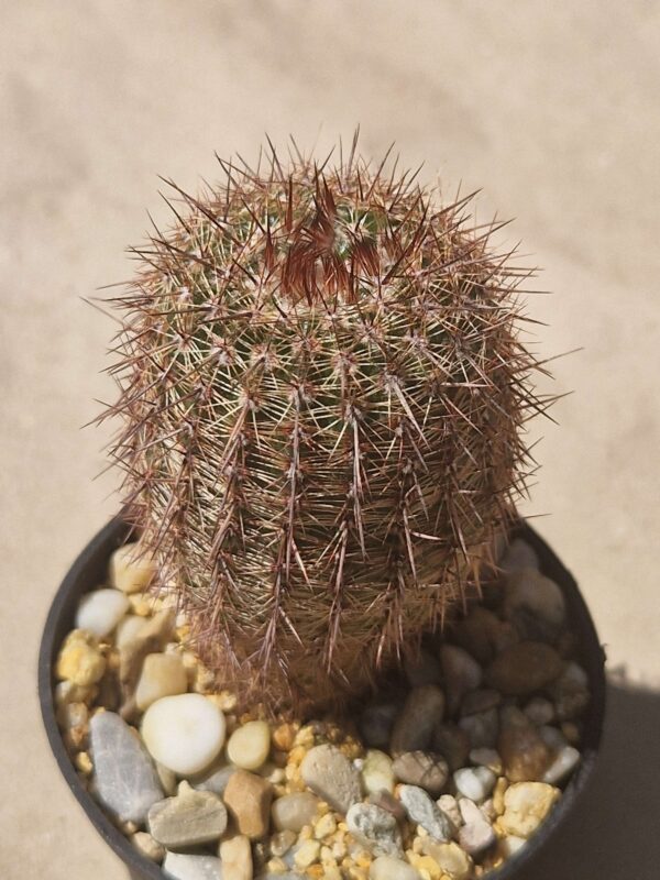 Notocactus rutilans f robustior