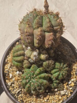 Notocactus ottonis