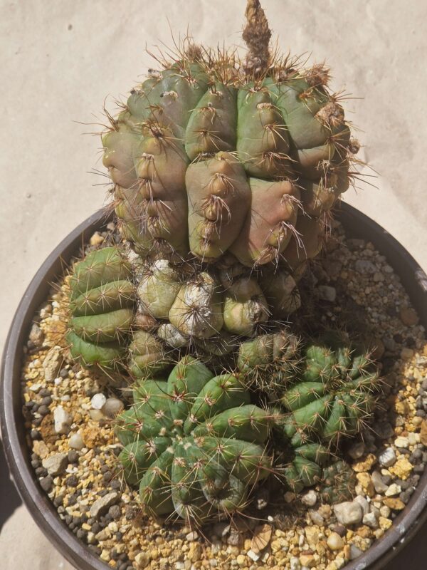 Notocactus ottonis