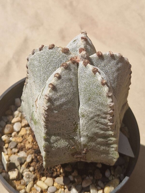 Astrophytum myriostigma
