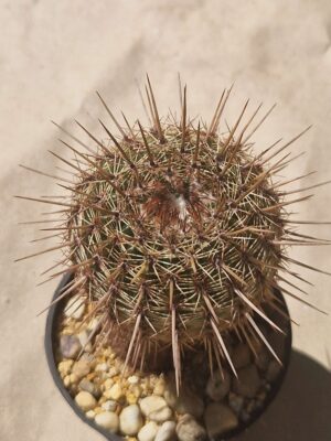 Notocactus mamulosus
