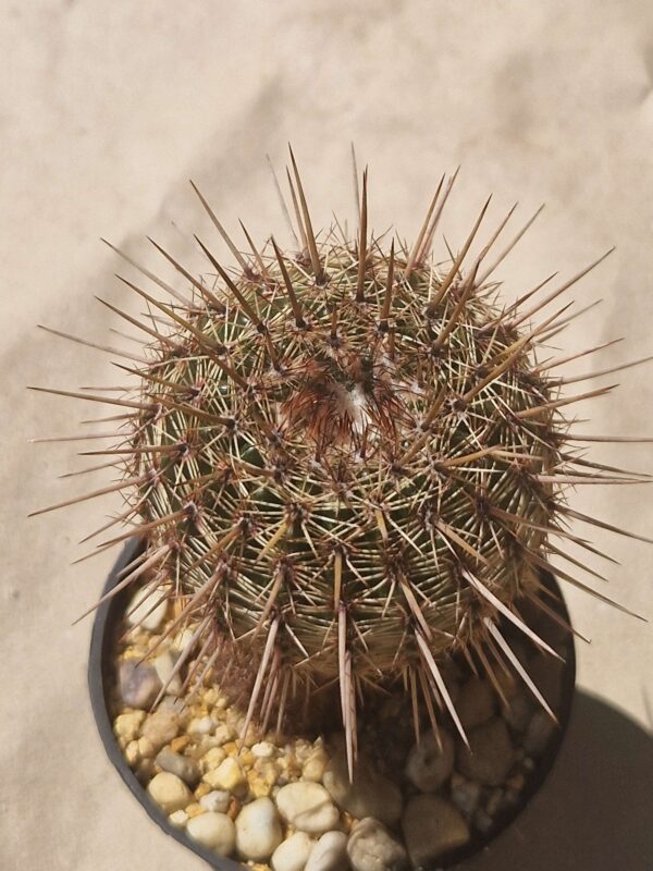 Notocactus mamulosus