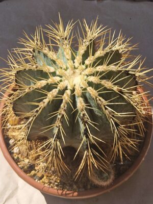 Ferocactus glaucescens