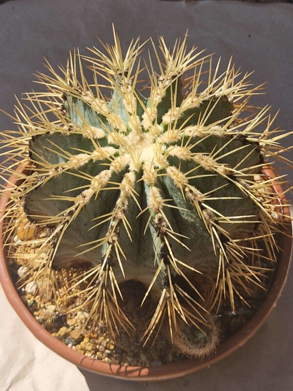 Ferocactus glaucescens