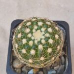 Notocactus uebelmannianus
