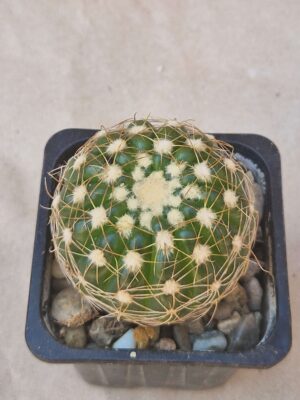 Notocactus uebelmannianus