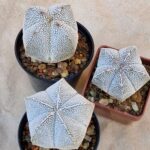 Astrophytum myriostigma cv Onzuko