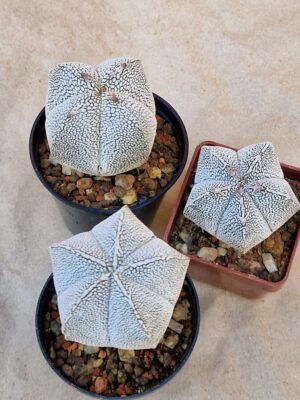 Astrophytum myriostigma cv Onzuko