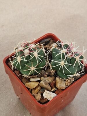 20260729_093032 Thelocactus heterochromus