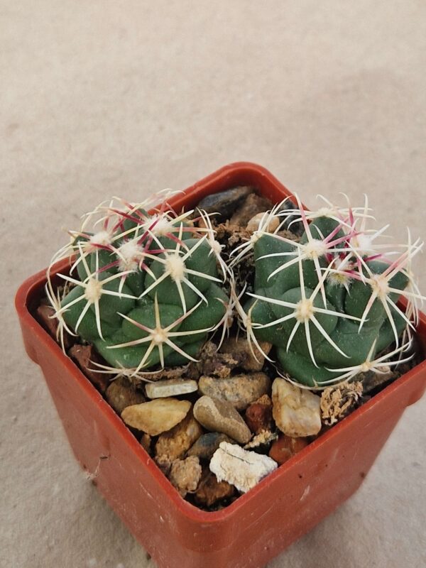 Thelocactus heterochromus