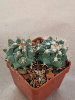 20260729_093132 Thelocactus palomaensis