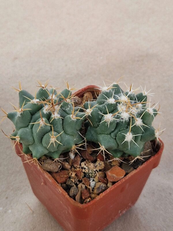 Thelocactus palomaensis